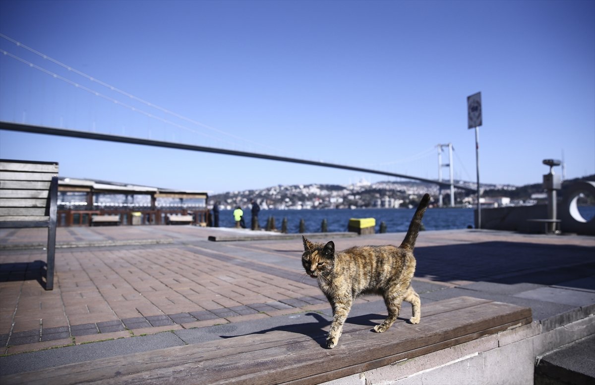 a Sağlık Bakanı Koca, normale dönüş planını anlattı