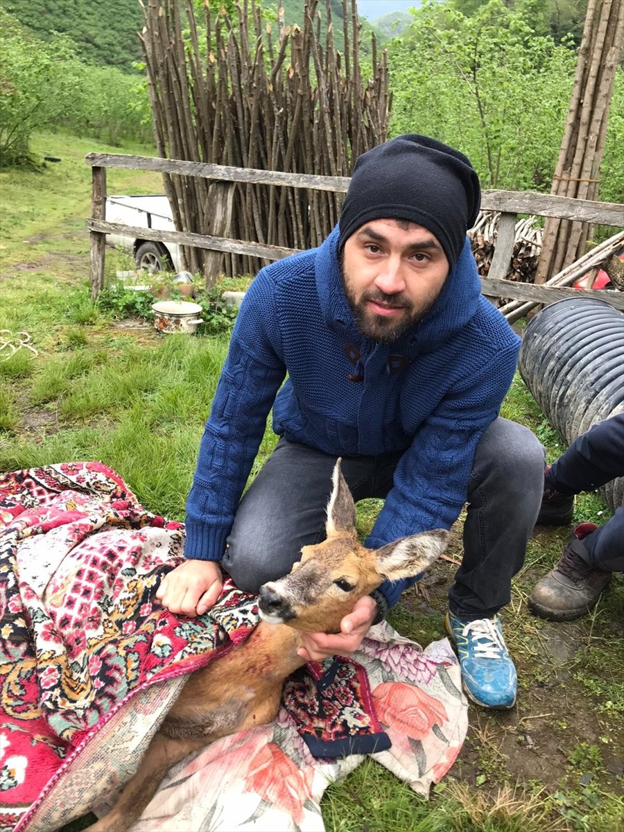 Ormanda yaralı bulunan karaca tedavi altına alındı