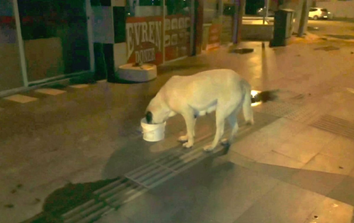 Sokağa çıkma kısıtlamasında sokak hayvanlarını balkonundan besliyor