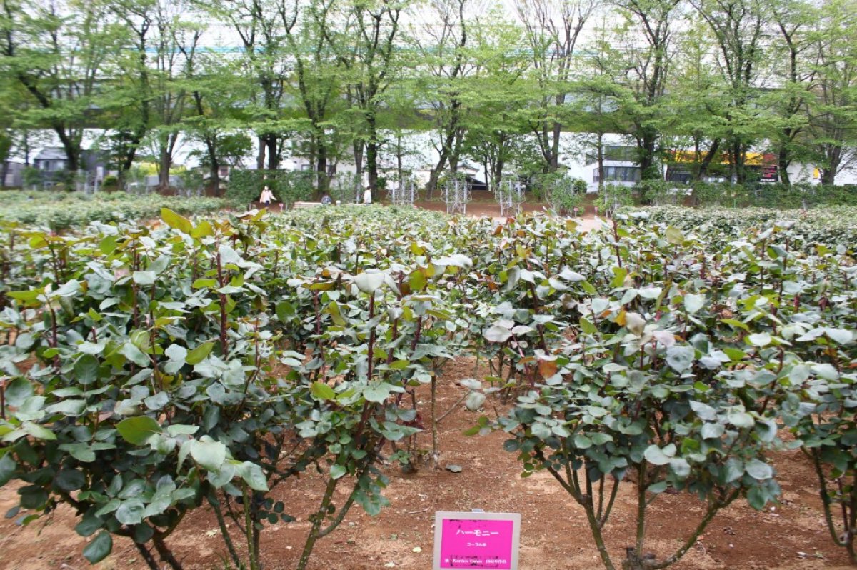 i Japonya'da parklardaki çiçekler budandı