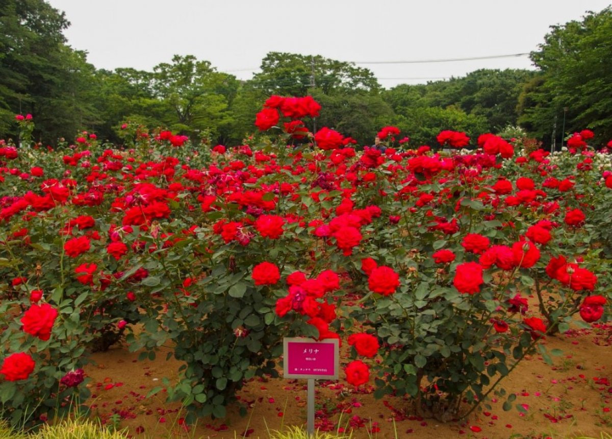 i Japonya'da parklardaki çiçekler budandı