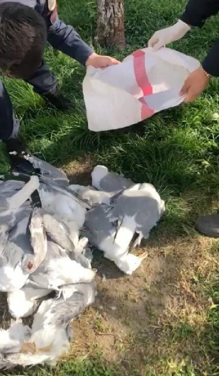 d Manisa'da 20 martı vuran avcıya 16 bin lira ceza