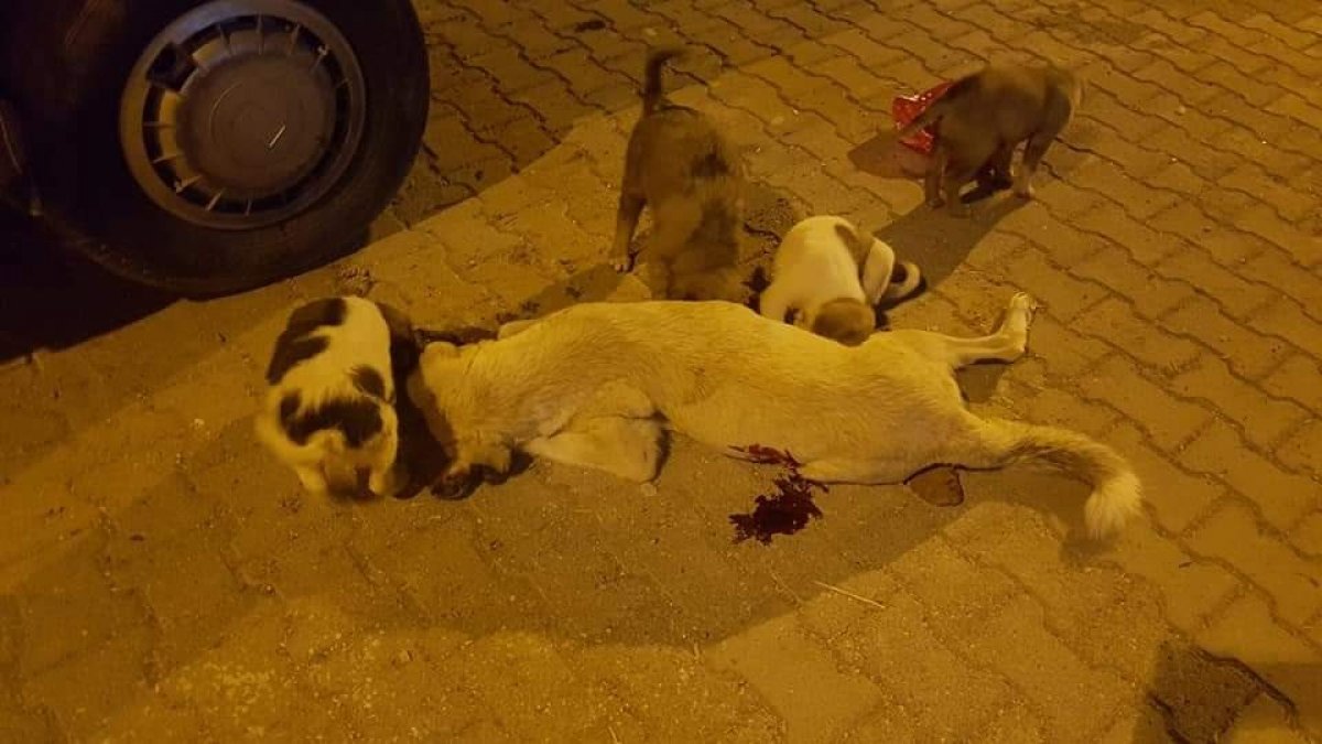 i Şanlıurfa'da şimdi de bir sokak köpeği öldürüldü