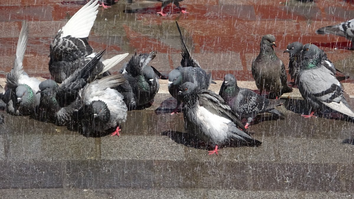 Bursa'da güvercinler banyo yapmak için sıra bekliyor