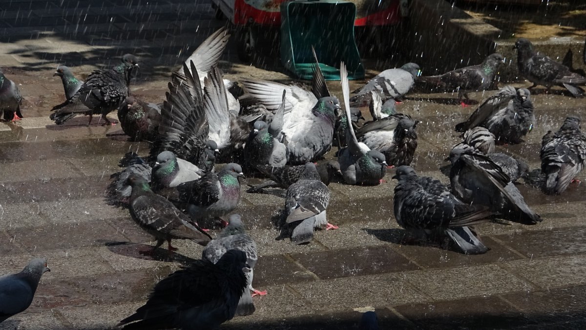 Bursa'da güvercinler banyo yapmak için sıra bekliyor