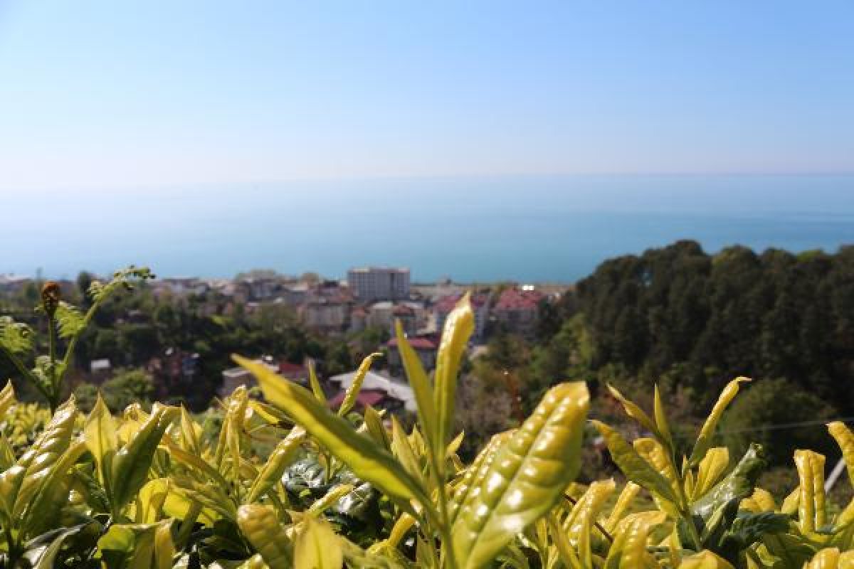 Rize'de 2 bin çay işçisi aranıyor