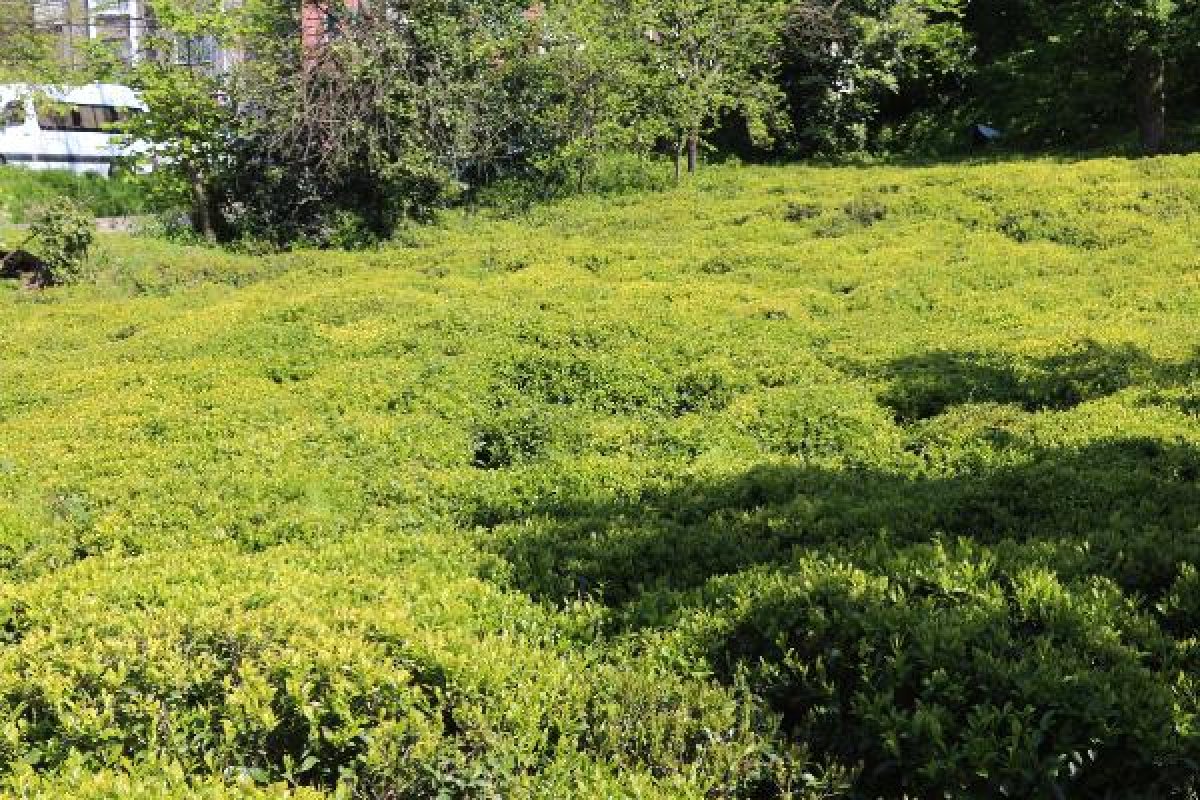 Rize'de 2 bin çay işçisi aranıyor