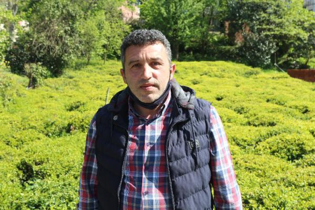 Rize'de 2 bin çay işçisi aranıyor