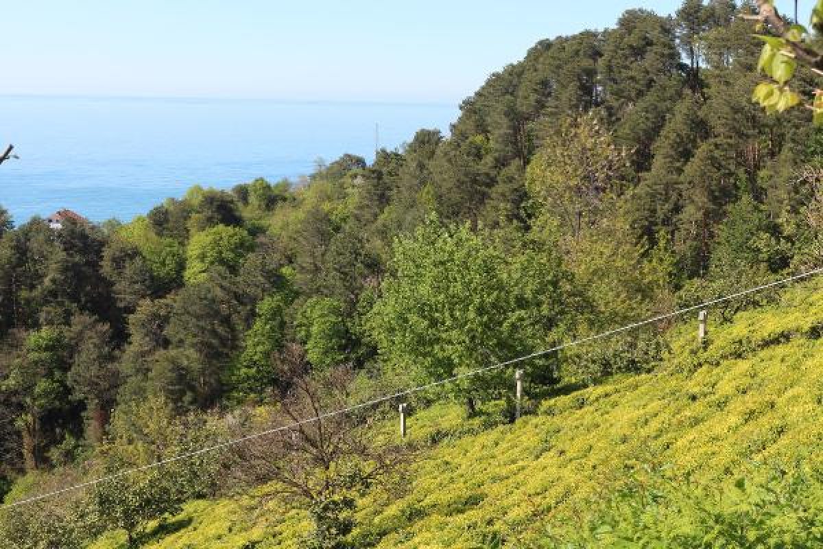 Rize'de 2 bin çay işçisi aranıyor