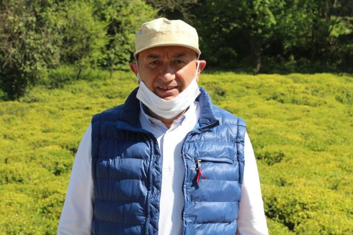 Rize'de 2 bin çay işçisi aranıyor