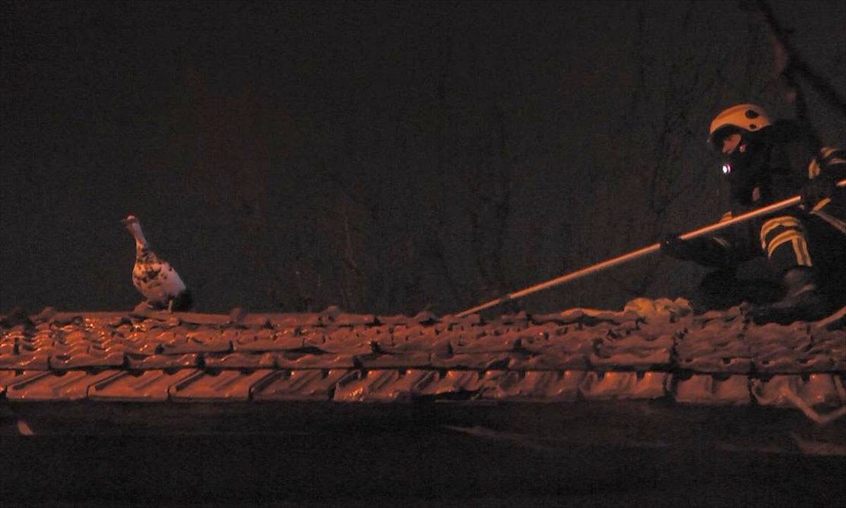 Kütahya'da çatıda mahsur kalan ördeği itfaiye kurtardı