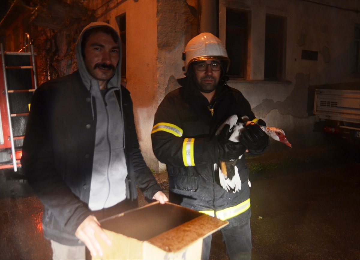 Kütahya'da çatıda mahsur kalan ördeği itfaiye kurtardı