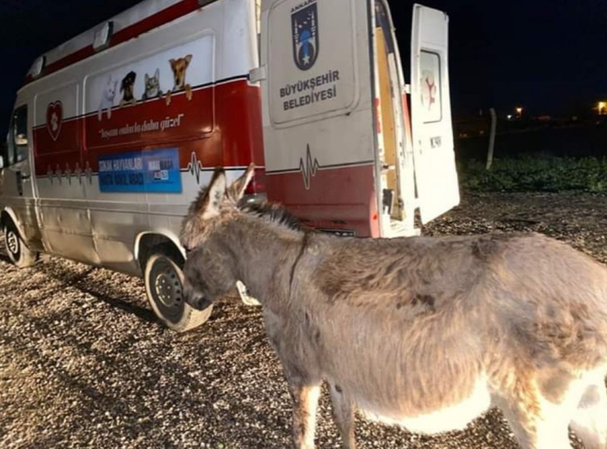 Sıpayı köpeklere parçalatan şüpheli serbest kaldı