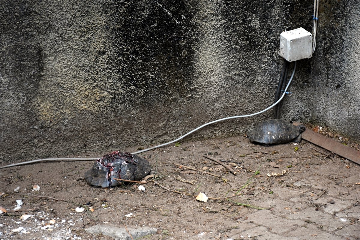 a Antalya'da kaplumbağaları katleden kişi yakalandı