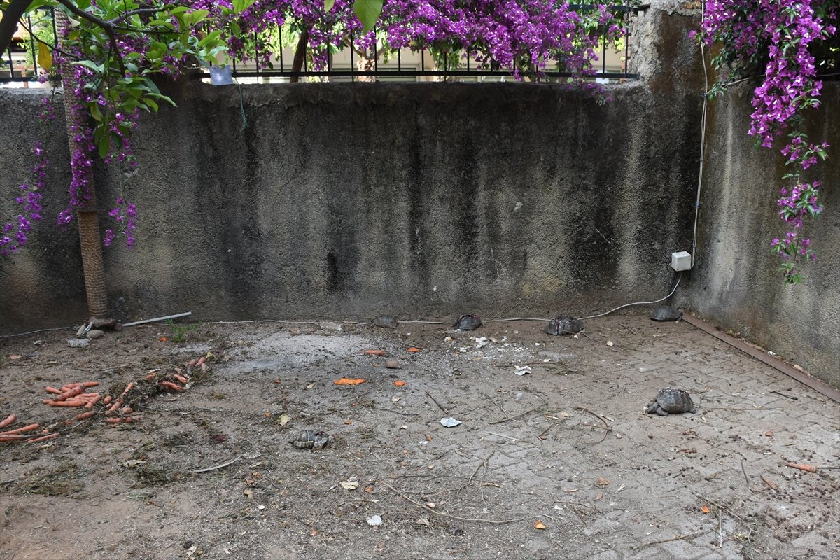 a Antalya'da kaplumbağaları katleden kişi yakalandı