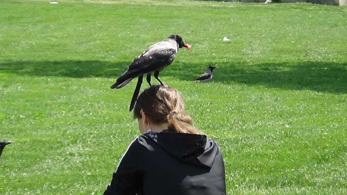 3 yıldır elleriyle beslediği kargayı yine aç bırakmadı