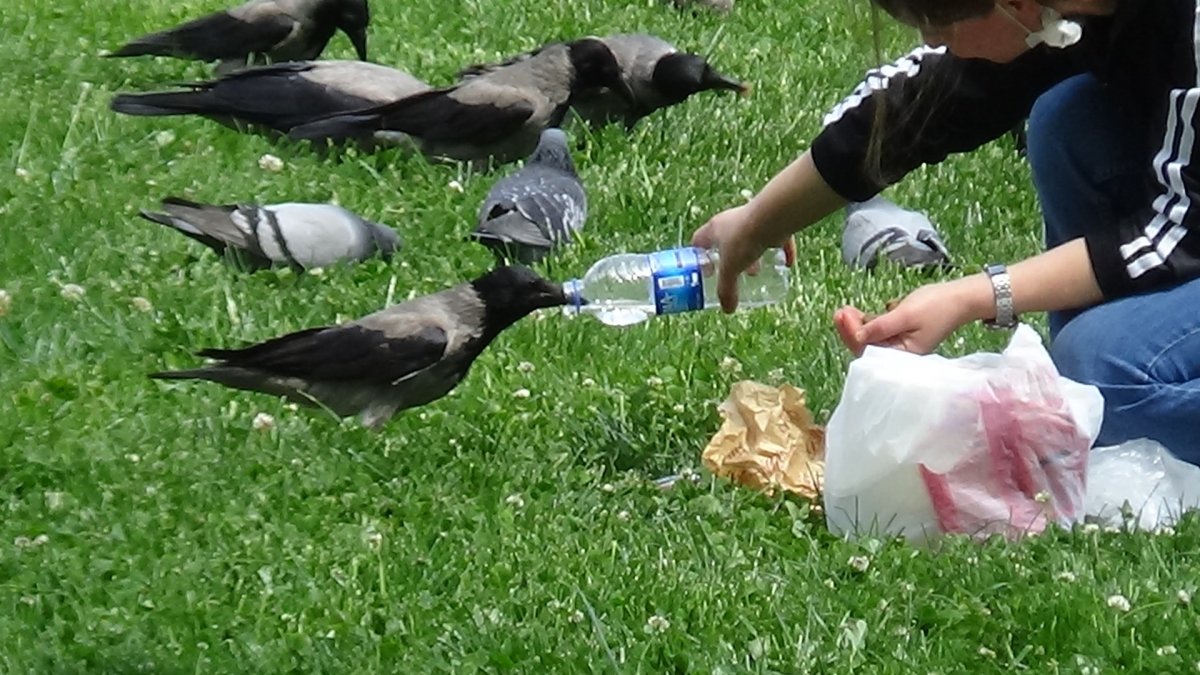 3 yıldır elleriyle beslediği kargayı yine aç bırakmadı