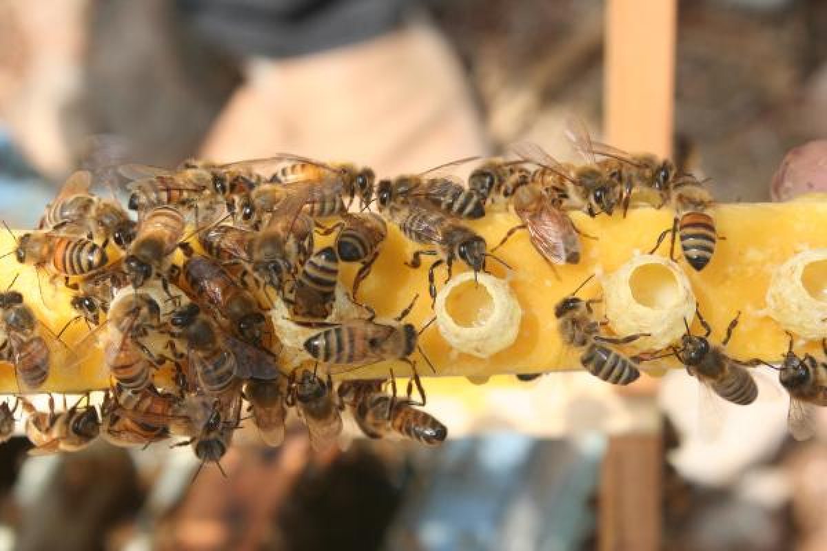 Kilosu 16 bin TL olan arı sütüne korona ilgisi