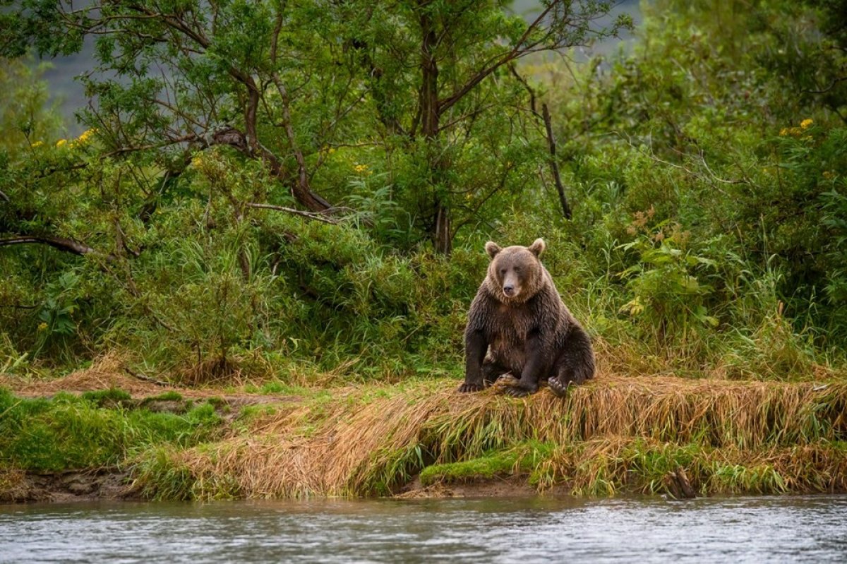 Batı İspanya'da 150 yıl sonra ilk kez boz ayı görüldü