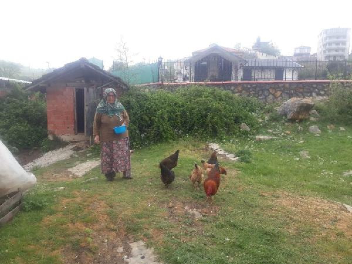 Kocaeli'de köpekler, buzağılar ile tavuklara saldırdı