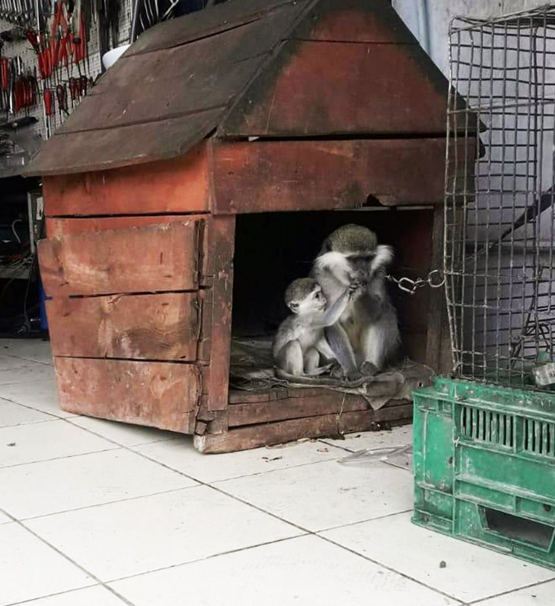 i Evinde maymun besleyen vatandaşa ceza