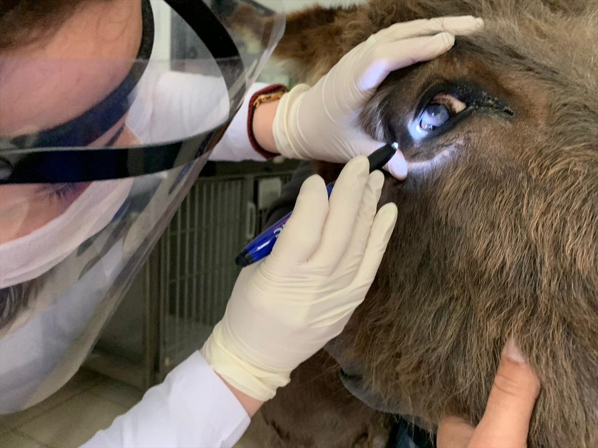 a Ankara'da köpeklerin saldırdığı anne eşek kurtarıldı