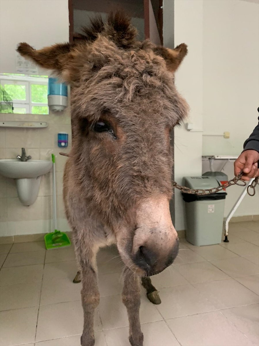 a Ankara'da köpeklerin saldırdığı anne eşek kurtarıldı