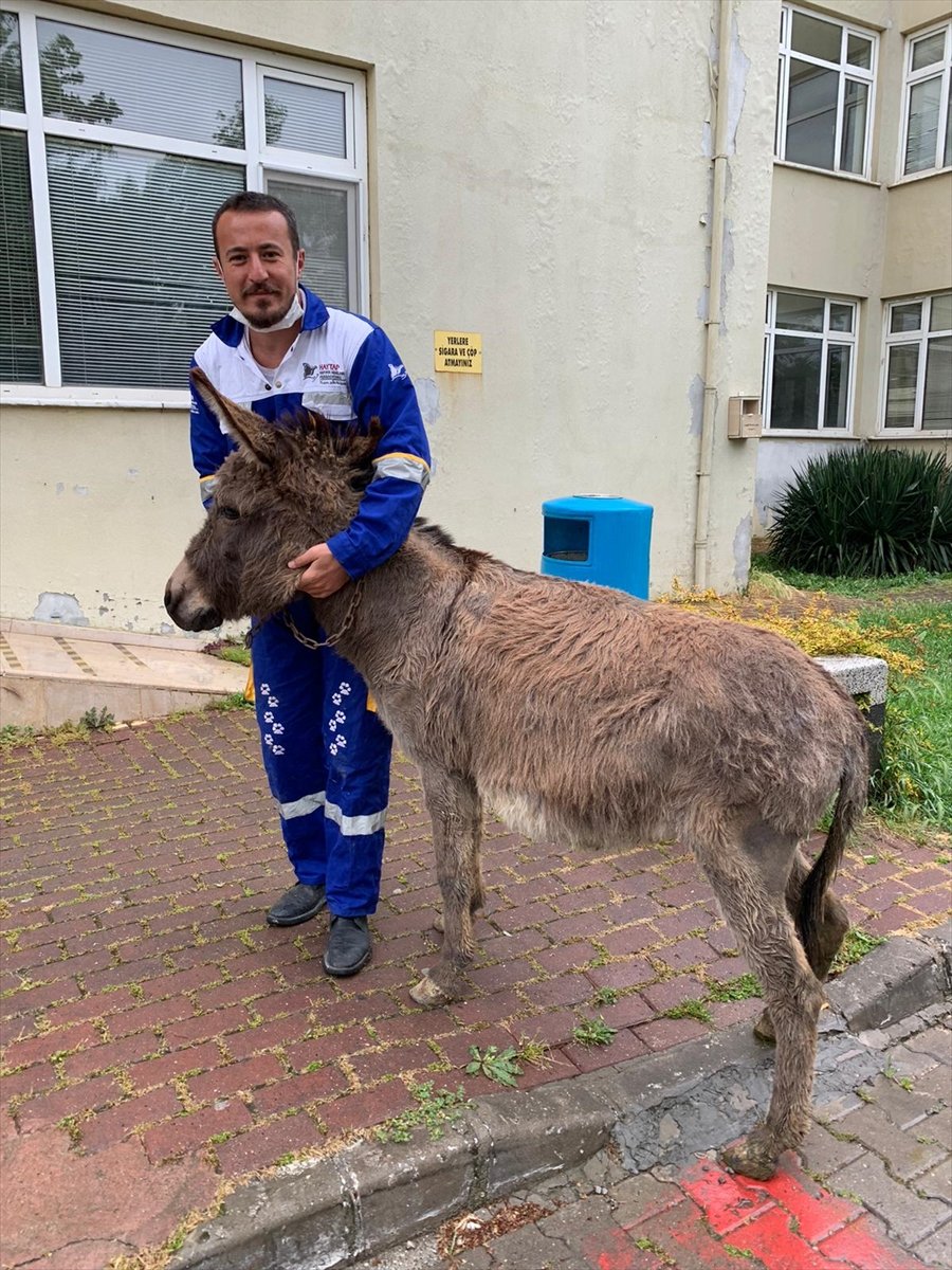 a Ankara'da köpeklerin saldırdığı anne eşek kurtarıldı