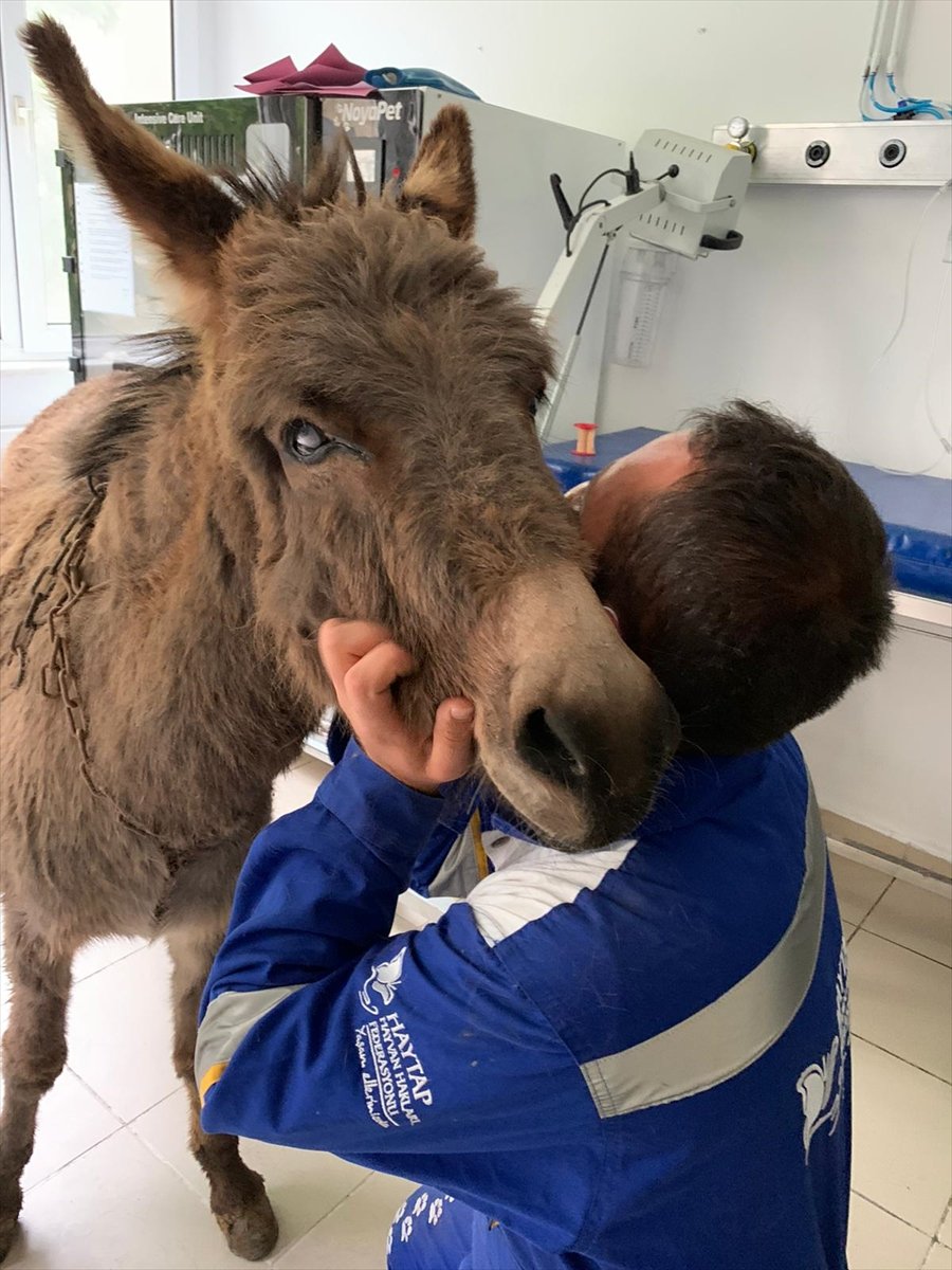 a Ankara'da köpeklerin saldırdığı anne eşek kurtarıldı