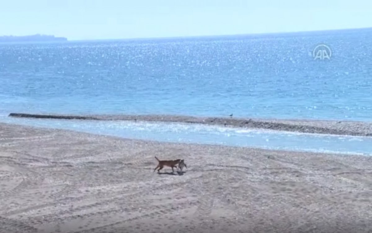 Konyaaltı sahilini boş görünce dayanamadı, cezayı yedi