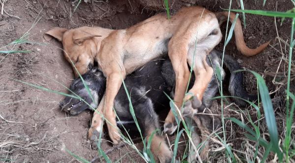 d Antalya'da 5 yavru köpek zehirlenerek öldürüldü