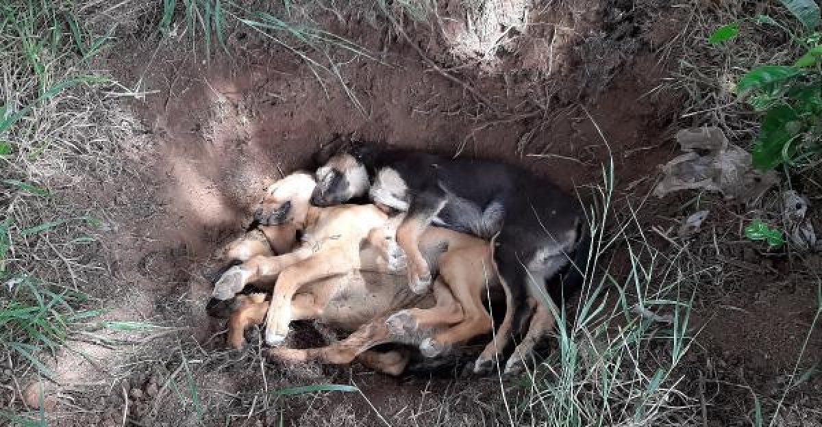 d Antalya'da 5 yavru köpek zehirlenerek öldürüldü