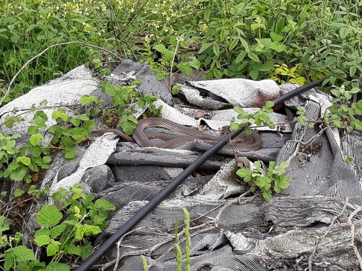 i Yılanı deliğinden tatlı dille çıkartmaya çalıştı