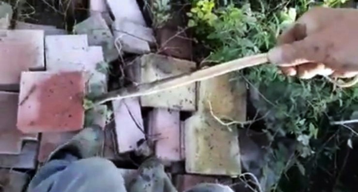 i Yılanı deliğinden tatlı dille çıkartmaya çalıştı