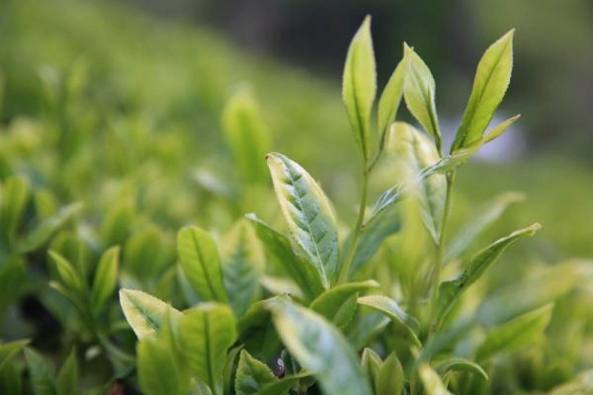 Çayda aranan hasat formülünü Bakanlar Kurulu verecek