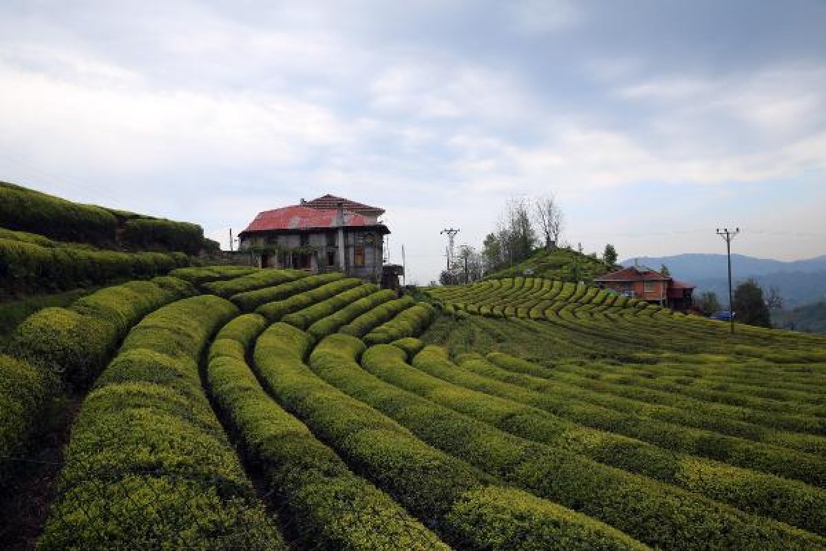 Çayda aranan hasat formülünü Bakanlar Kurulu verecek