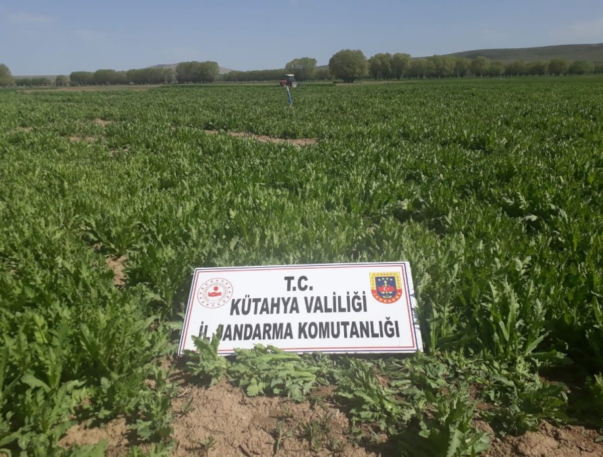 i Kütahya’da 624 bin 440 kök kaçak haşhaş bulundu