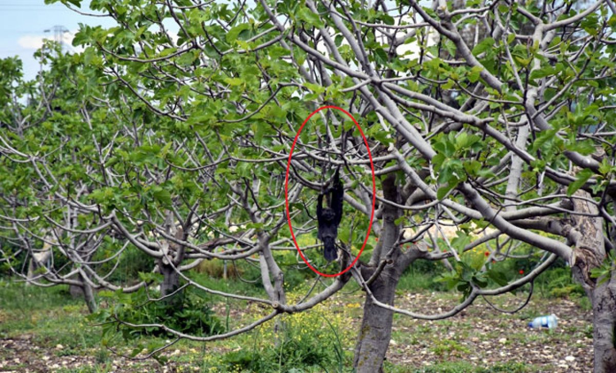 i Avlanmak için ölü kargaları ağaca astı