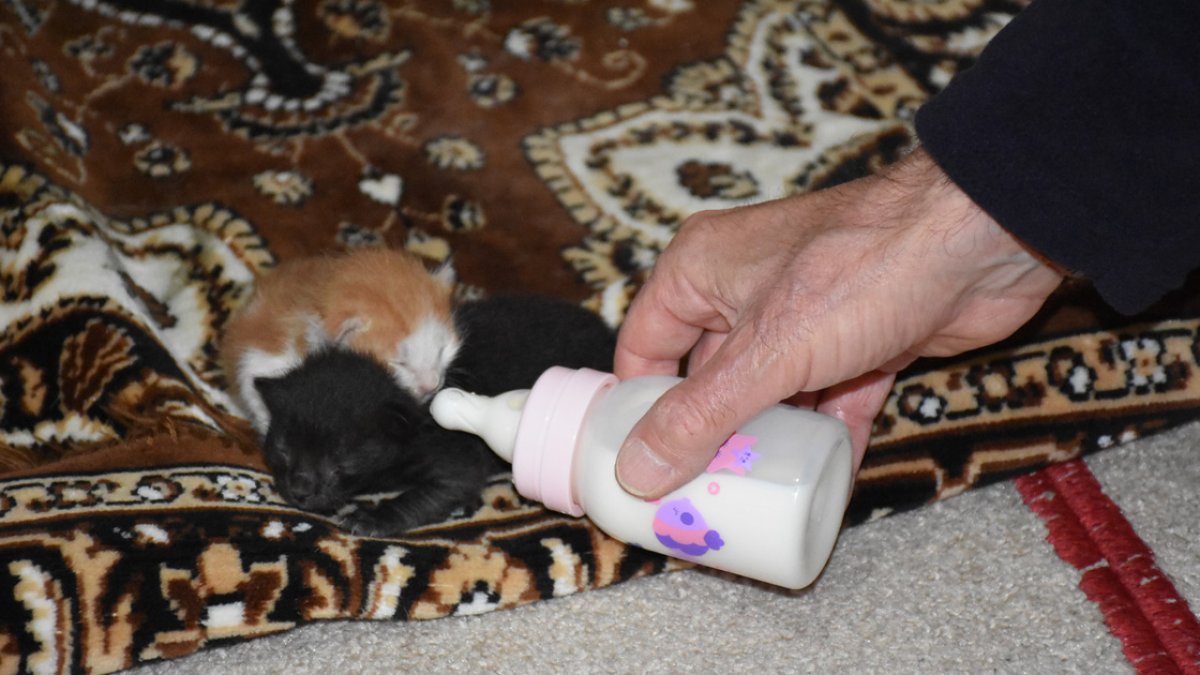 Mescitte bulduğu kedi yavrularına sahip çıktı