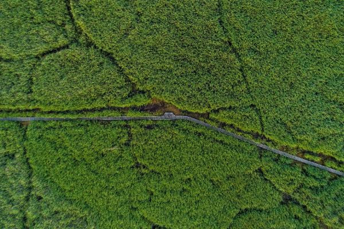 Kayseri'deki Sultan Sazlığı'nı görenler hayran kalıyor