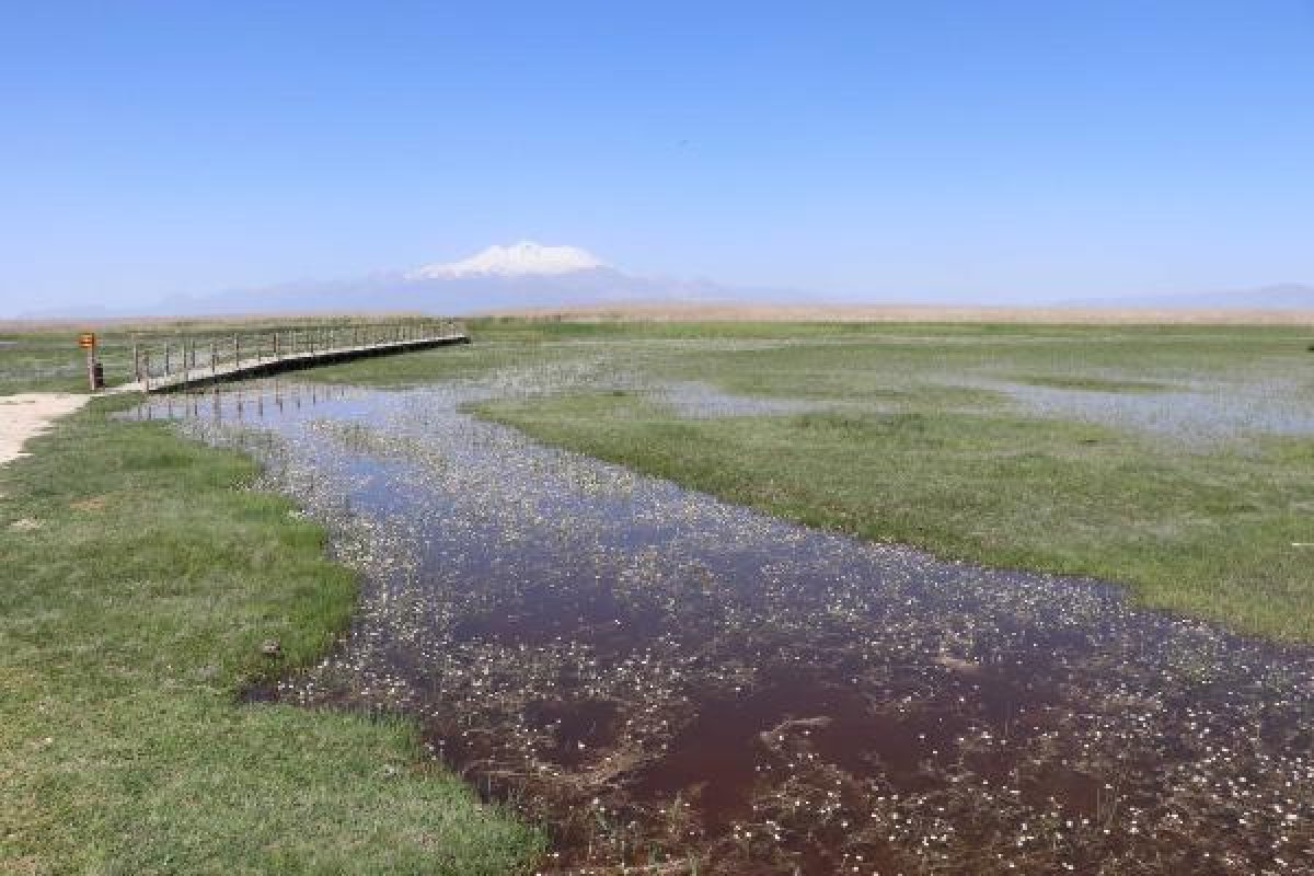 Kayseri'deki Sultan Sazlığı'nı görenler hayran kalıyor