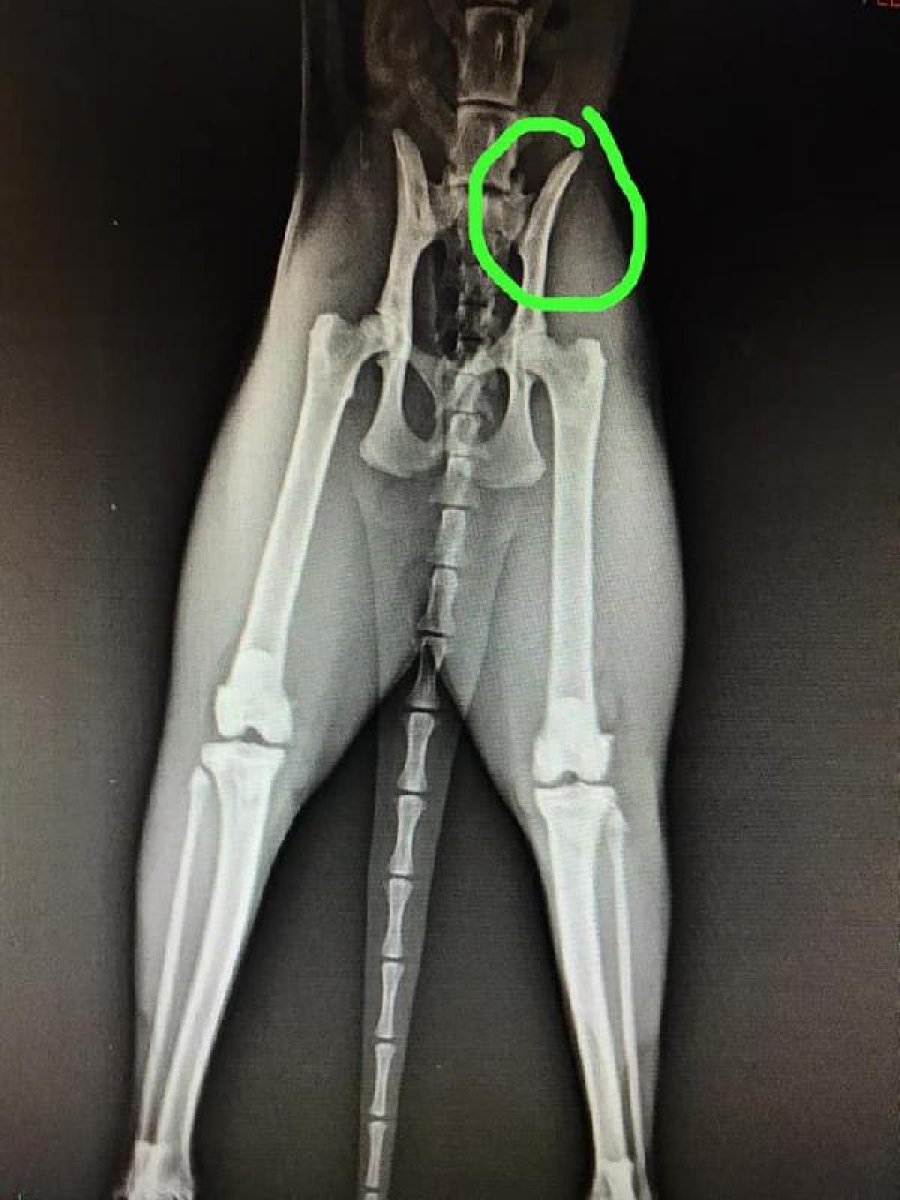 Canlı yayında kedisini dövdü