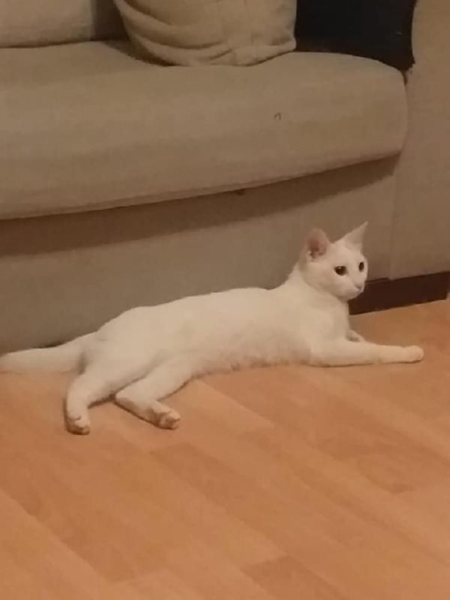 Canlı yayında kedisini dövdü