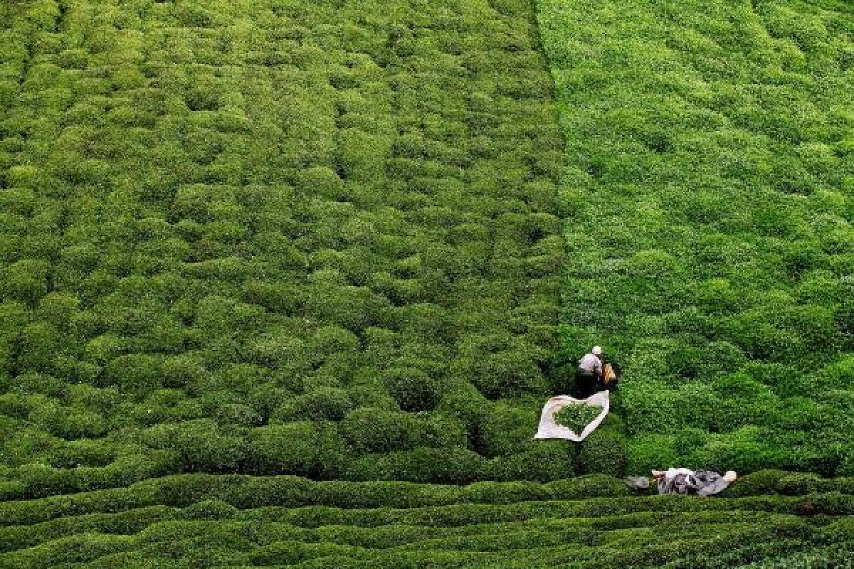 d Doğu Karadeniz'de üretici çay toplamaya başladı