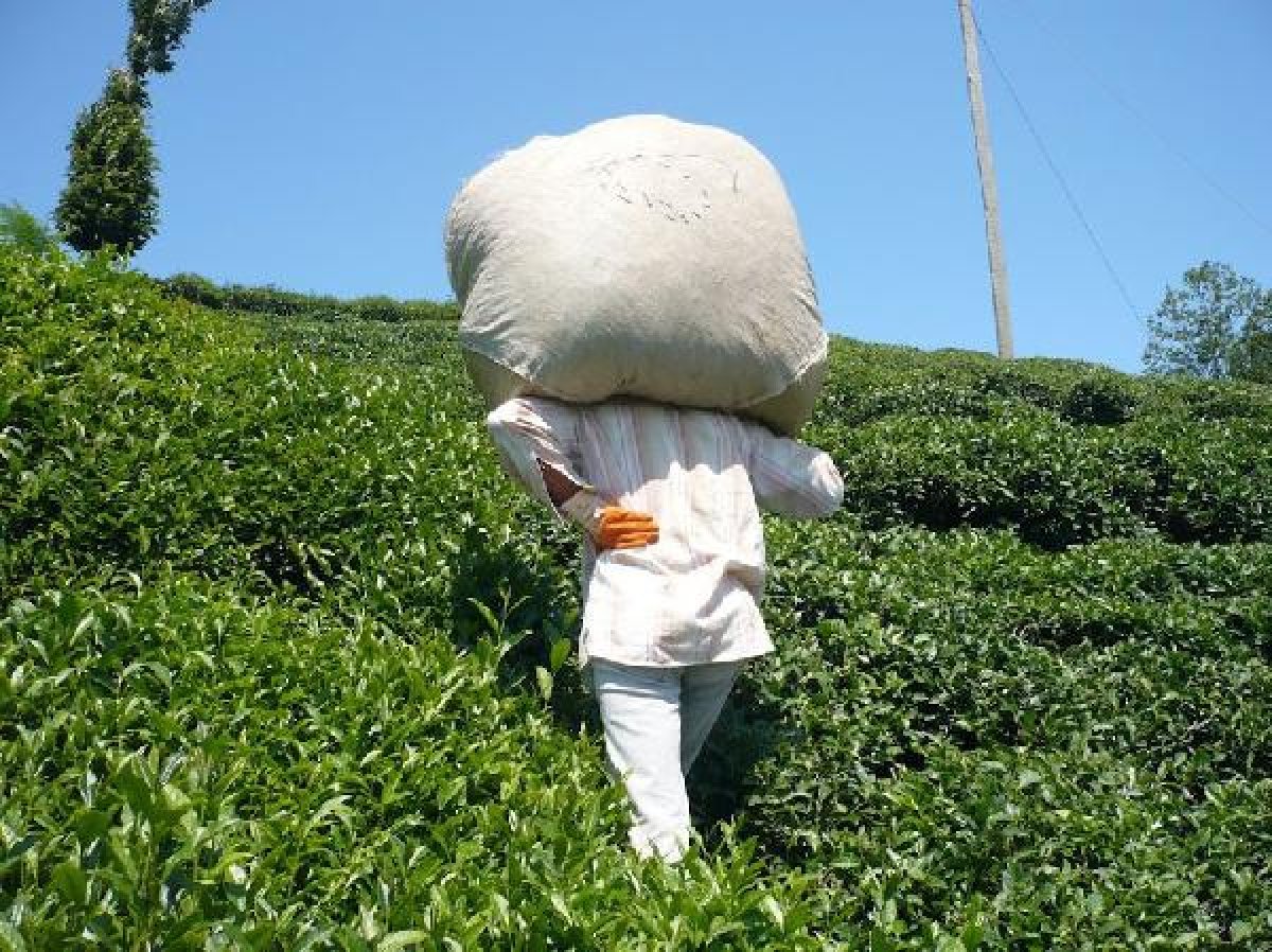 d Doğu Karadeniz'de üretici çay toplamaya başladı