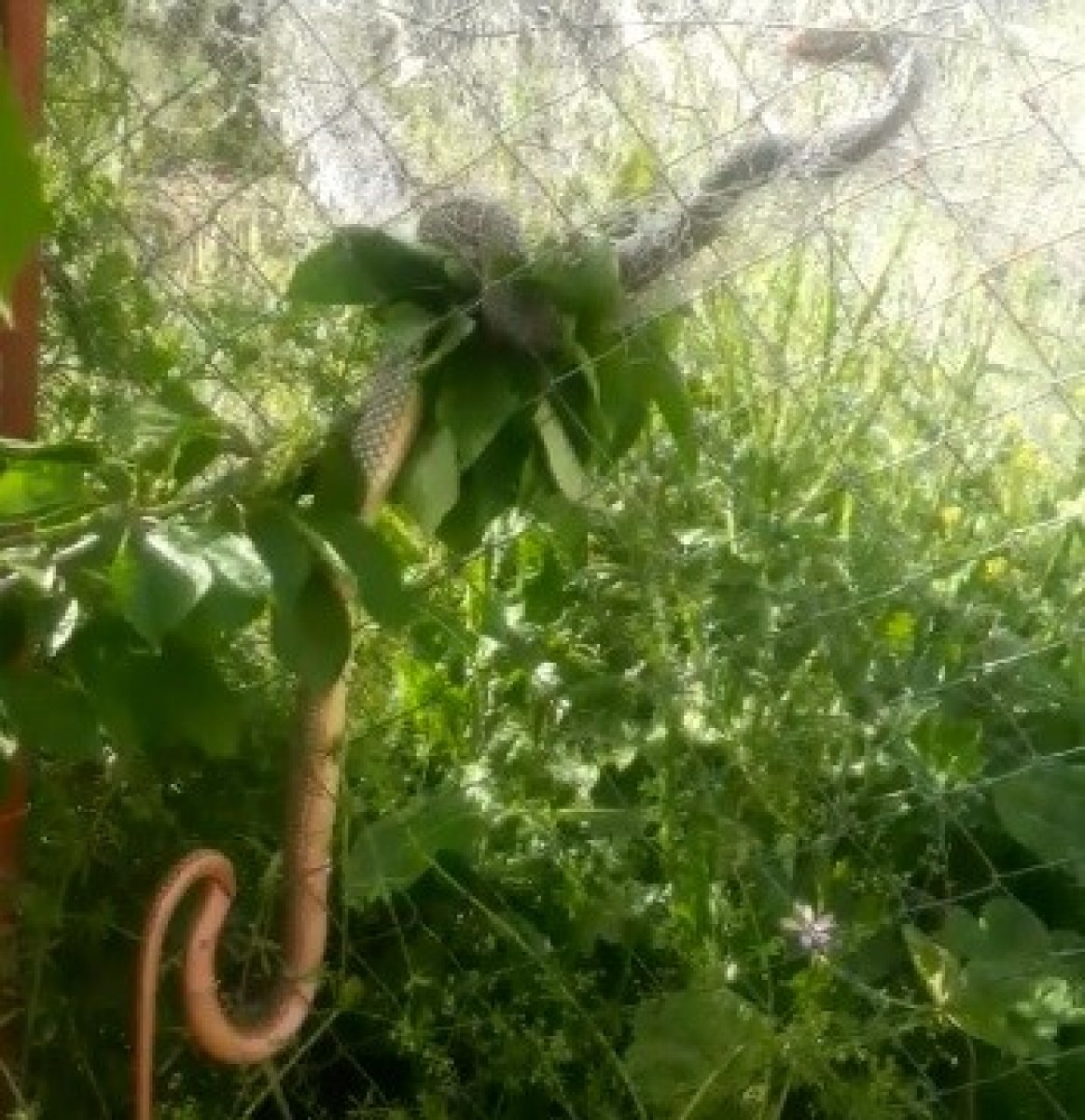 i Bursa'da arka araya ortaya çıkan yılanlar, korku yarattı