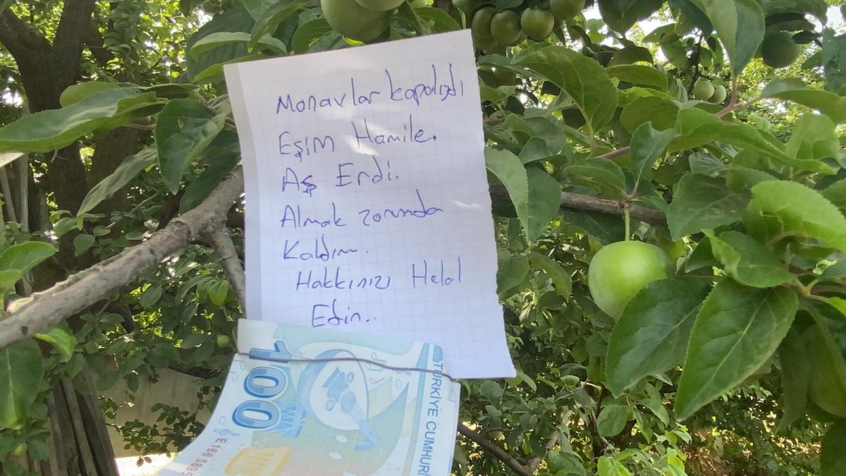 i Hamile eşi için topladığı eriğin parasını ağaca astı