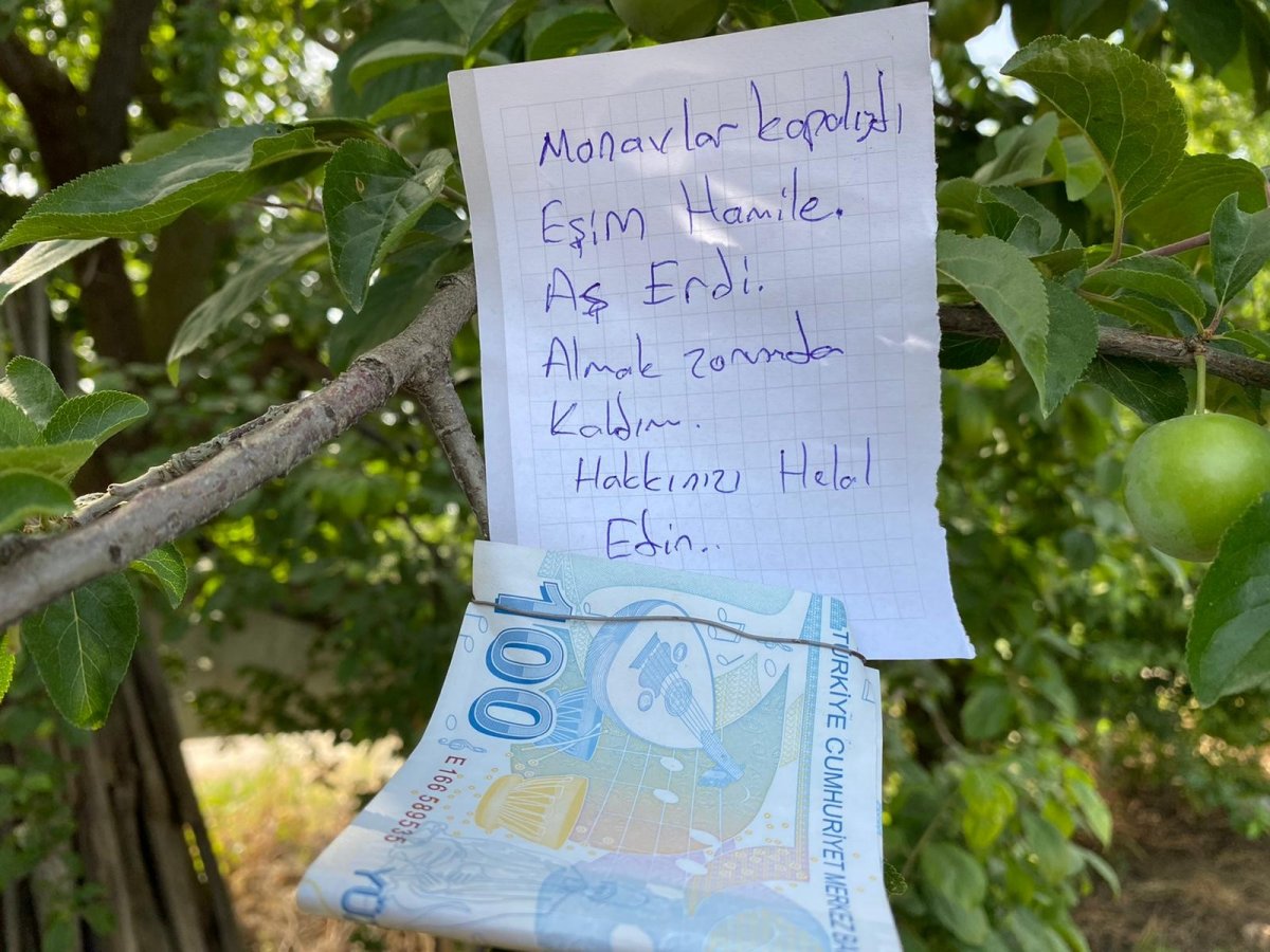 i Hamile eşi için topladığı eriğin parasını ağaca astı