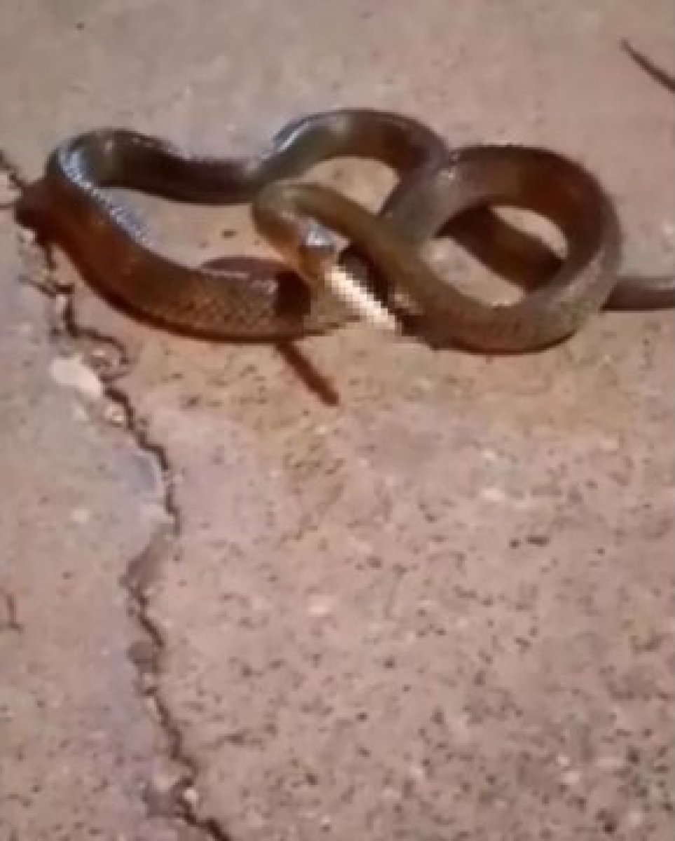 Adana'da yılana sigara içirdiler