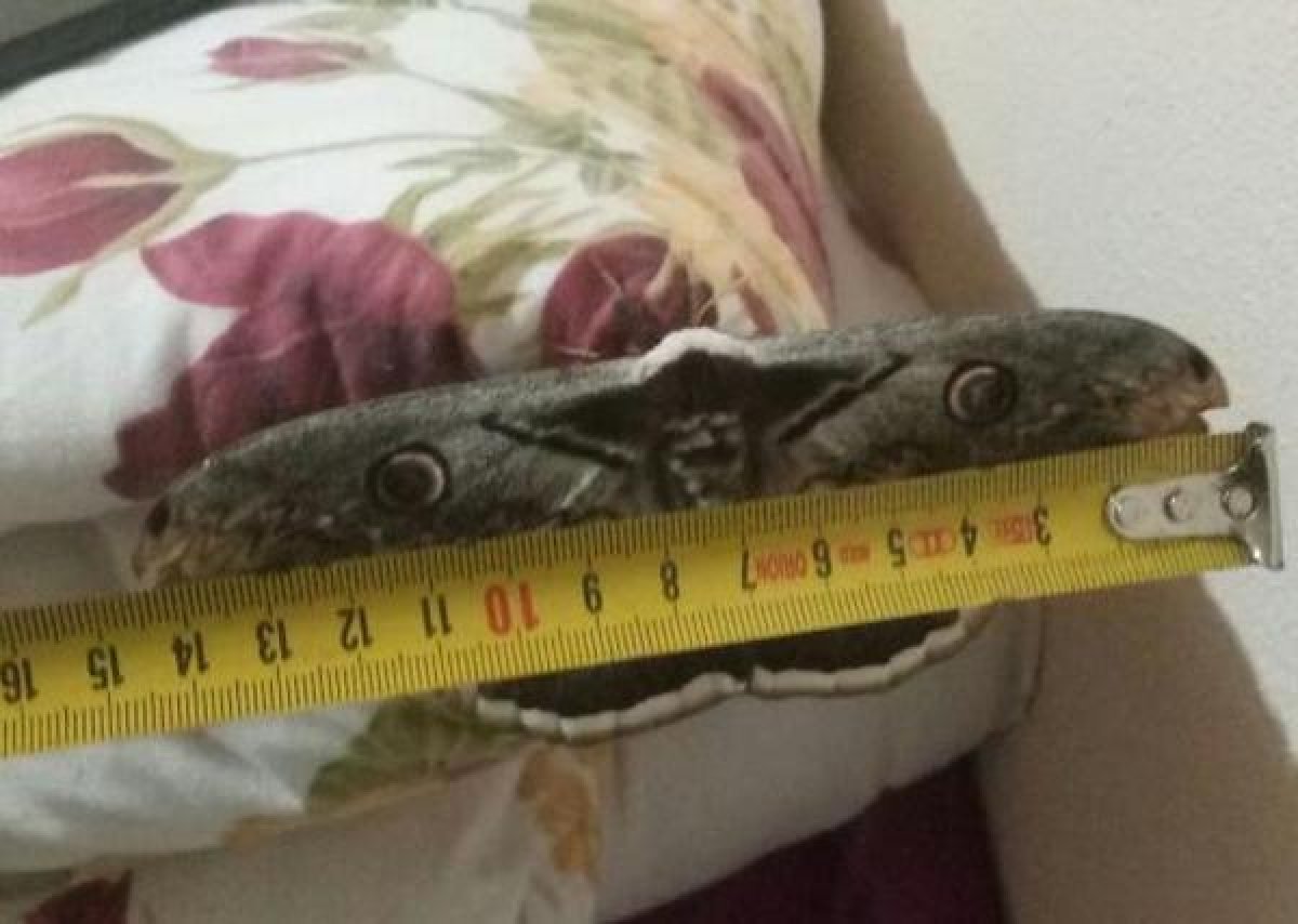 Kanat açıklığı 16 santimetre olan tavus güvesi kelebeği